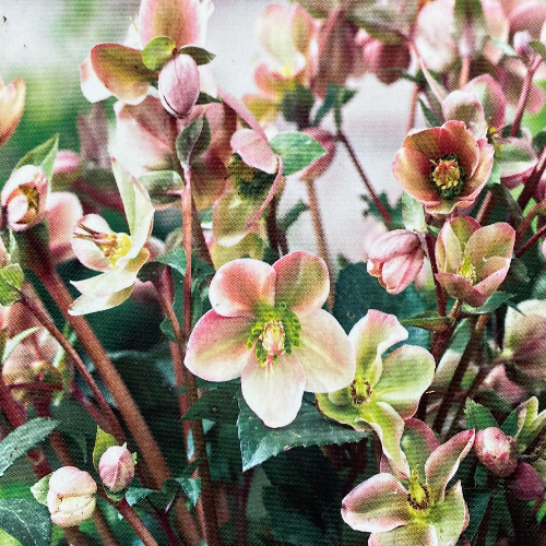 Helleborus Angel Glow