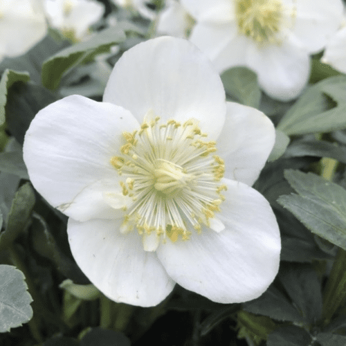 Helleborus Christmas Carol