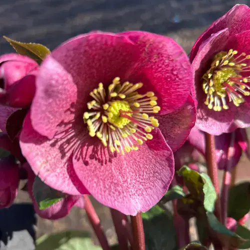 Helleborus Frostkiss Charmer