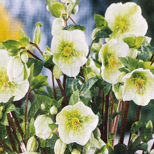 Helleborus Molly's White