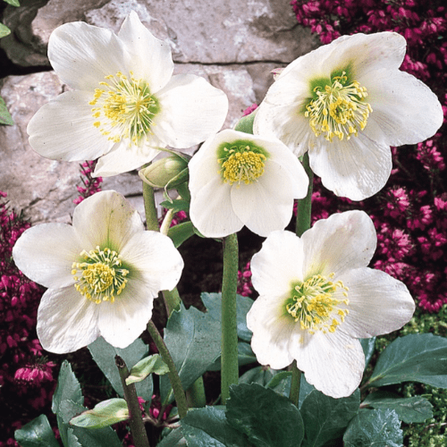 Helleborus Niger