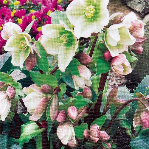 Helleborus Pink Beauty