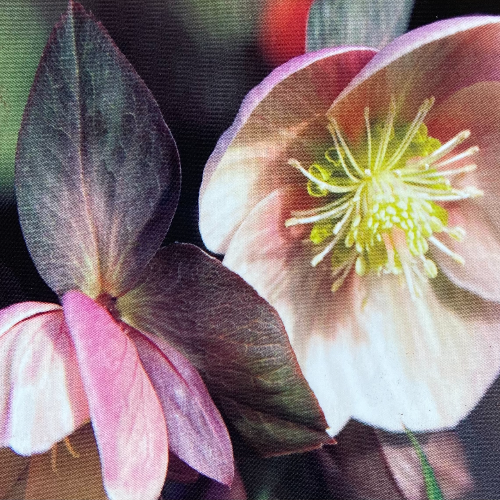Helleborus Pirouette