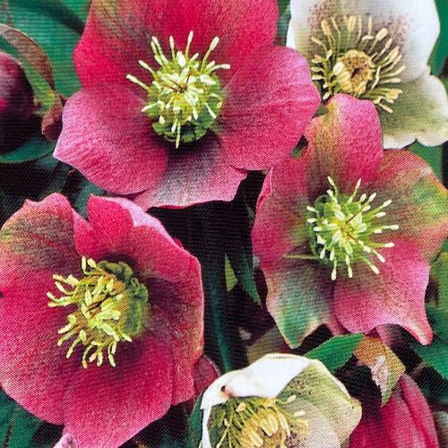 Helleborus Winter Moonbeam