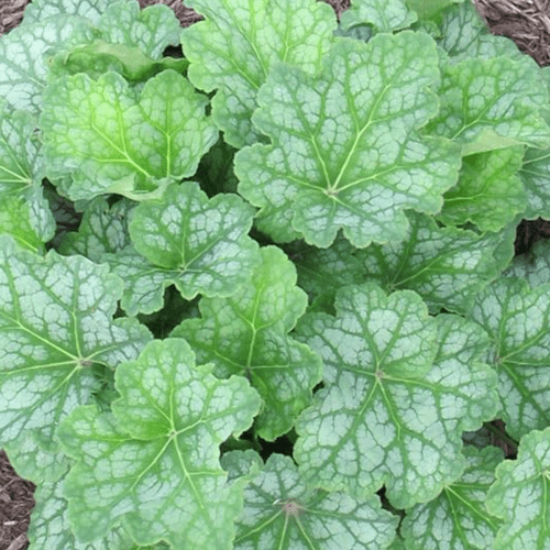 Heuchera Americana