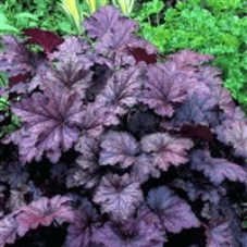 Heuchera Amethyst Mist