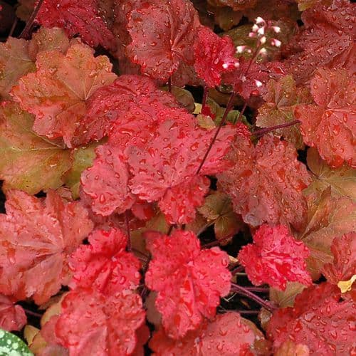 Heuchera Autumn Leaves