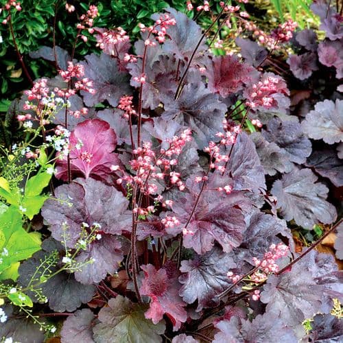 Heuchera Belle Notte