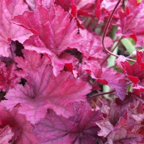 Heuchera Berry Smoothie