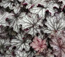 Heuchera Blackberry Jam