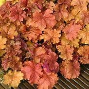 Heuchera Caramel