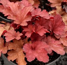 Heuchera Cranberry