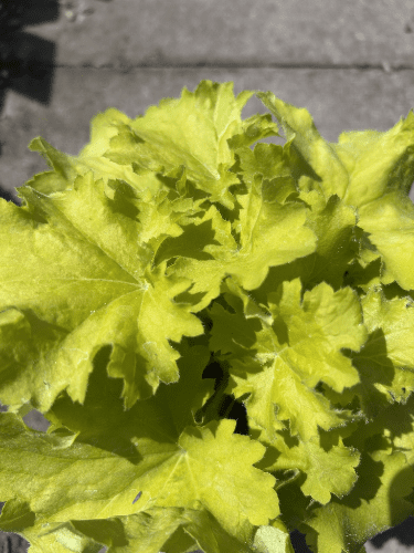 Heuchera Curly Lemon