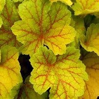 Heuchera Electra