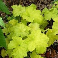 Heuchera Electric Lime
