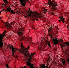 Heuchera Fire Chief
