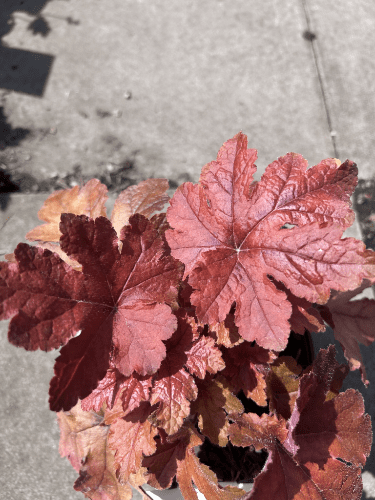 Heuchera Hopscotch