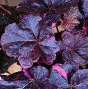 Heuchera Midnight Rose