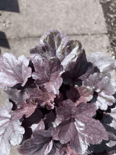 Heuchera Silver Gumdrop