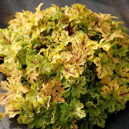 Heuchera Spicy Lime