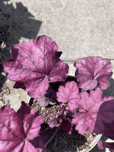 Heuchera Wild Rose