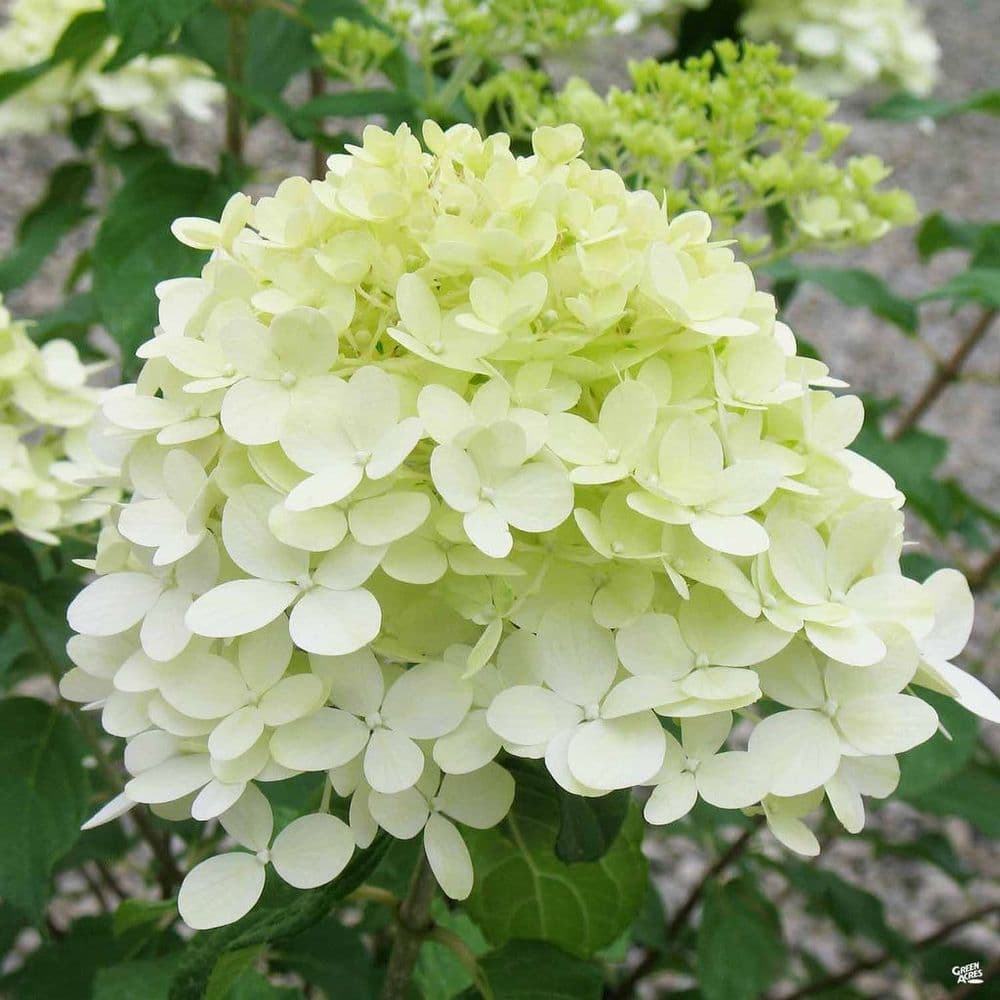 Hydranga pan. Limelight