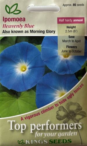 Ipomoea Heavenly Blue