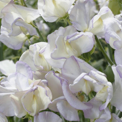 Kings High Scent