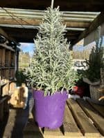 Lavandula Angustifolia Christmas Tree