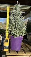 Lavandula Angustifolia Christmas Tree
