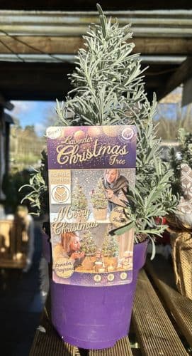 Lavandula Angustifolia Christmas Tree