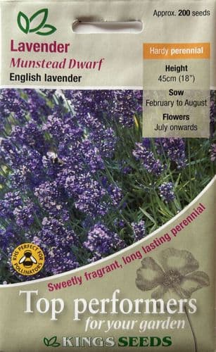 Lavender Munstead Dwarf