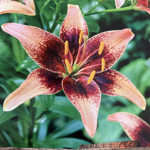 Lilium Asiatic Whistler