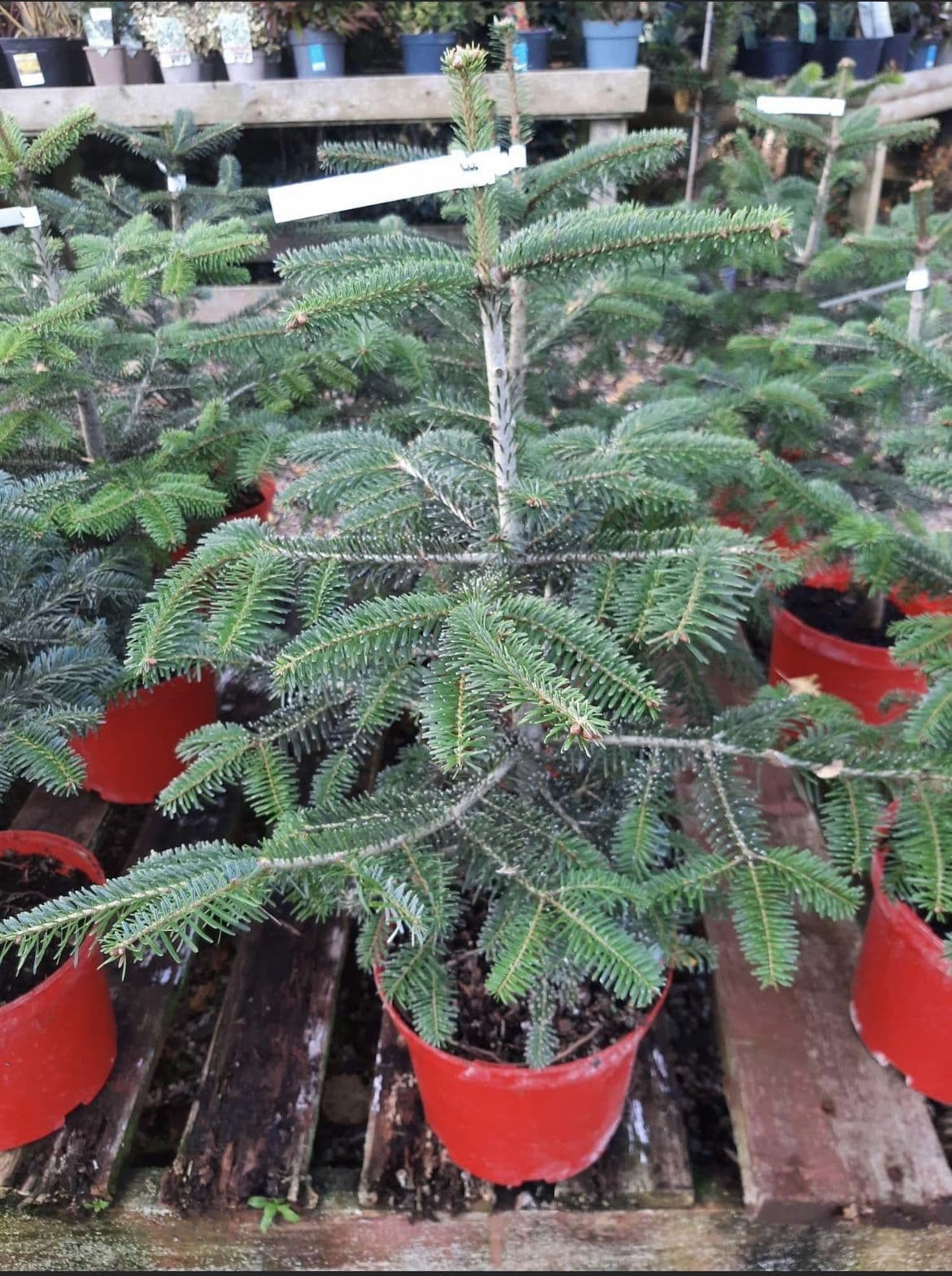 Living Potted Christmas Tree