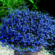 Lobelia Blue Star