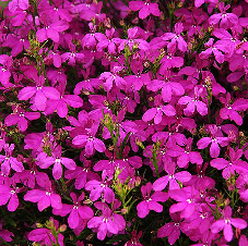 Lobelia Purple Star