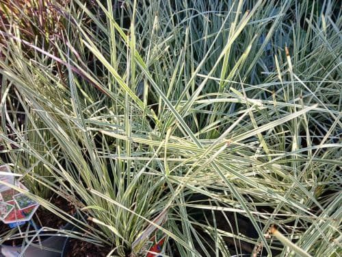 Lomandra White Sands