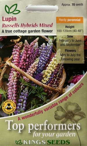 Lupin Russells Hybrids Mixed