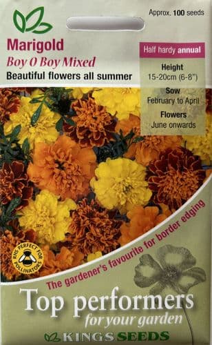 Marigold Boy O Boy Mixed