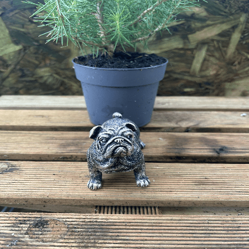 Miniature Bulldog Bronze
