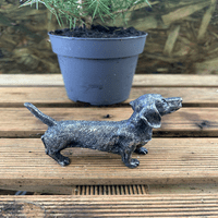 Miniature Dachshund Bronze