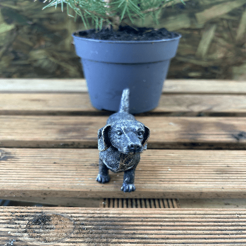Miniature Dachshund Bronze