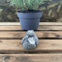 Miniature Duck Bronze