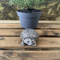 Miniature Hedgehog Bronze