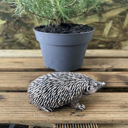 Miniature Hedgehog Bronze