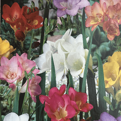 Miscellaneous Bulbs