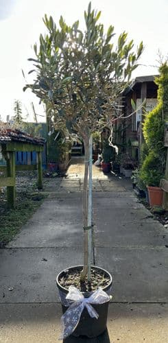 Olive Tree