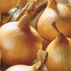 Onion Centurion