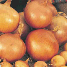 Onion Setton