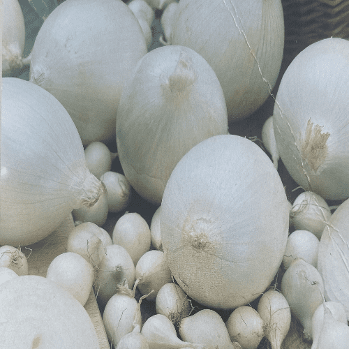 Onion Snowball White